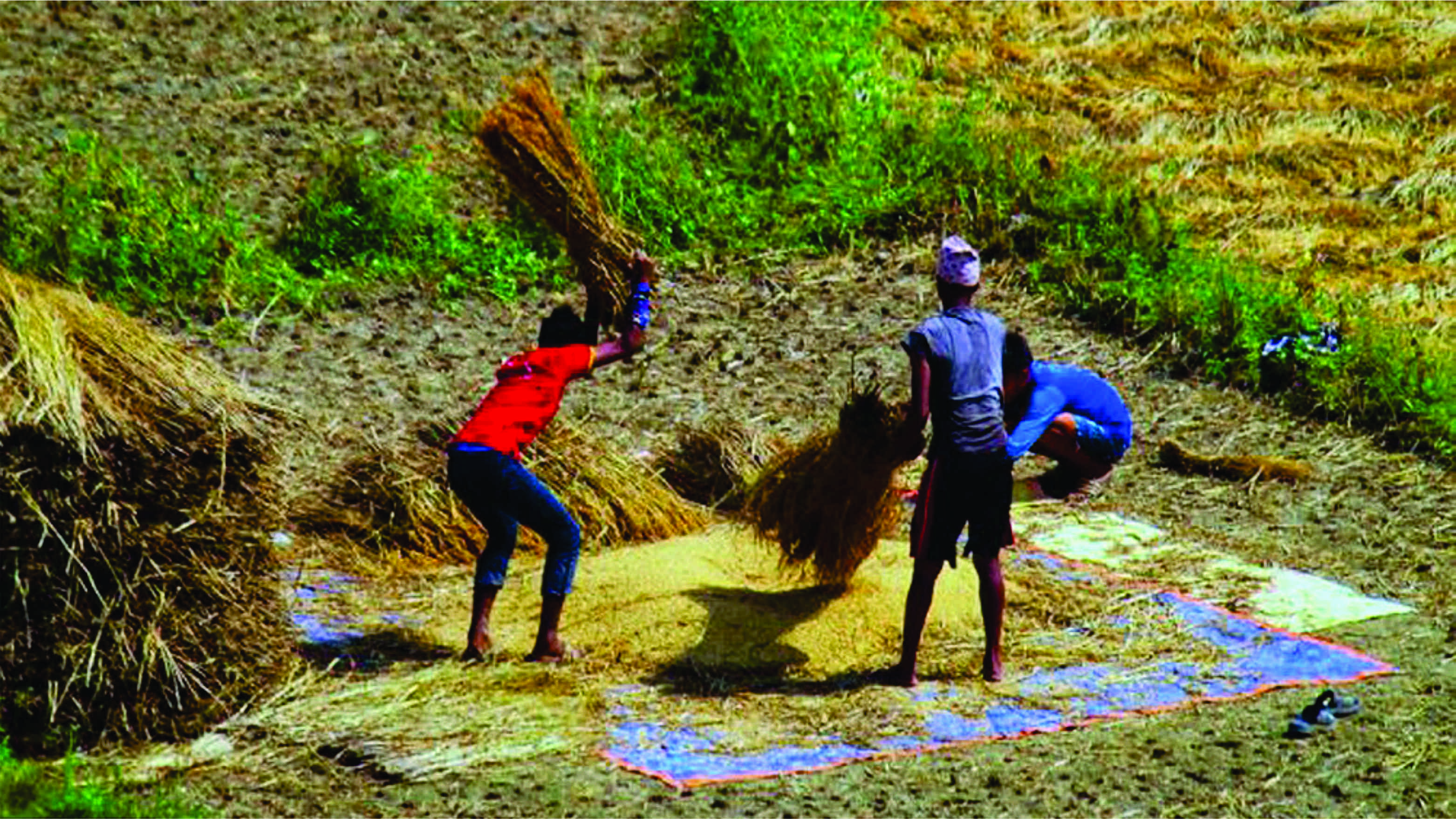 किसानलाई धान भित्र्याउने चटारो